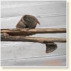 Sächsischer Kavalleriesäbel Scheidenbruch